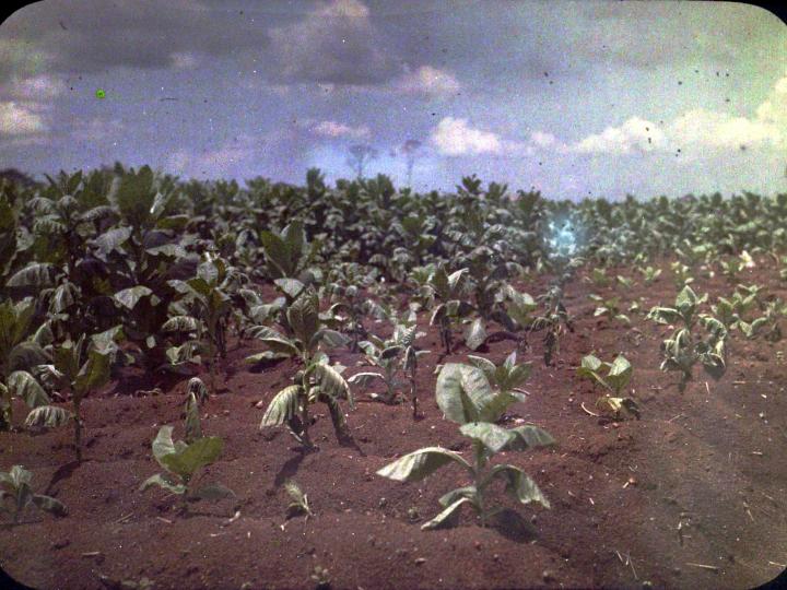 Tabaksplantage Indonesie - fotocollectie NMVW