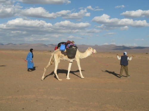 Familielezing: overleven met dieren in de woestijn